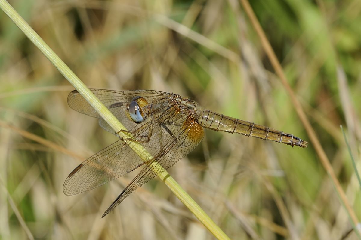 Libellula da ID